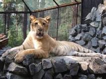 Animal Hybrids: Ligers and Tigons and Pizzly Bears, Oh My ...