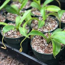 Image result for Nesaea spathulata