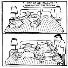 Should Your Dog Sleep In Your Bed Well Minded Pets Dog Comics Sleeping Dogs Cartoon Dog
