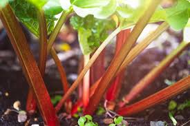 Maybe you would like to learn more about one of these? 18 Plants To Grow In Wet Soil And How To Fix Wet Soil Problems