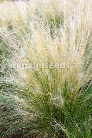 Image result for Melinis tenuissima