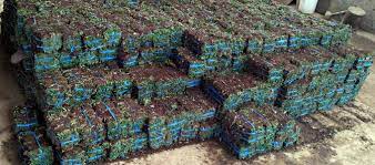 Rumput gajah mini murah harga petani jual permeter 1mx1m belum pasang. Info Terbaru Harga Rumput Gajah Mini Per Meter Daftar Harga Tarif