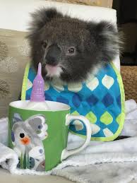 Pin By Carol St Marie On Koalas Super Cute Animals Happy Animals Animals Wild
