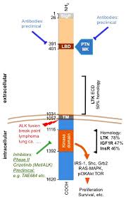 Image result for ALK Inhibitor