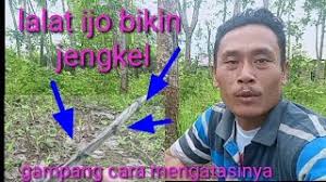 Memang sebagian merupakan hasil budi daya manusia cara membuat perangkap burung perangkap dengan menggunakan tali bersimpul yang diikat pada tiang kayu. Begini Gampang Cara Menghilangkan Bau Pada Pulut Burung Mikat Burung Cara Mudah Di 2021 Rabab Minangkabau