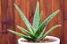 Hair Growth Aloe Vera Uses