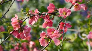 This is called rejuvenation pruning, and it involves removing branches all the way down to their base. Your Handy Shrub Pruning Guide Garden Gate