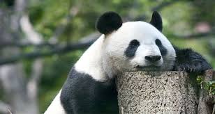 Terdapat rasa hormat terhadap rubah yang masih bertahan sampai sekarang, hal ini paling kentara di berbagai kuil shinto di jepang yang memuja inari yang penuh dengan ikon yang berhubungan dengan rubah. 6 Tempat Wisata Di Tokyo Jepang Untuk Liburan Keluarga