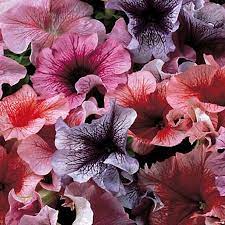 Petunia Seeds 118 Varieties Annual Flowers Seeds Annual Flowers Petunias Flower Seeds