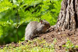 Image result for squirrel poop