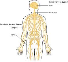 Difference Between Endocrine And Nervous System Definition