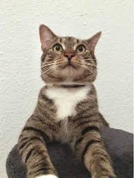 Dog Cat Daycare By Pet Sitters At Stelle Stelle Purfect Pet Care Petbacker Lower Saxony