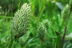 Image result for Leptochloa coerulescens