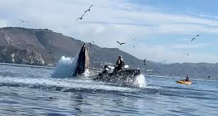 Learn more about humpback whales and what noaa fisheries is doing to study this species and best conserve their humpback whale. Kayakers In The Mouth Of A Humpback Lessons Learned Baleines En Direct