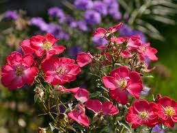 The weathers cools down a bit and trees begin to turn colors. Der Eulengarten Von Martina Wurzerls Garten