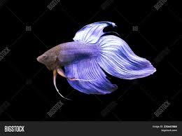 The image used above is for illustration purposes only. Betta Blue Veiltail Vt Image Photo Free Trial Bigstock