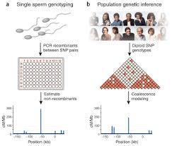 Dna Deletion And Duplication And The Associated Genetic