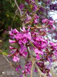 Image result for Millettia bussei