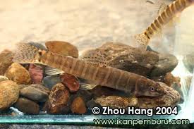 Image result for Kotschya stolonifera