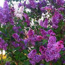 Maybe you would like to learn more about one of these? Pin De Christa Breedlove Em Favorite Places Spaces Gramas Flores Natureza