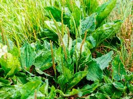 Identifying weeds in the garden one problem gardeners are constantly struggling with is weeds growing in their flower gardens. What Is A Garden Weed And What Is Not Lovethegarden