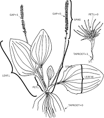 Image result for Plantago palmata