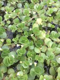 Image result for Bacopa