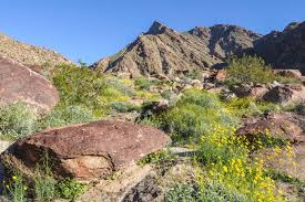 Apr 08, 2021 · all taken feb. Anza Borrego Desert State Park Wildflowers Bloom 2021 Guide