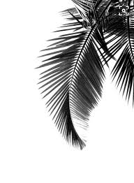Black And White Palm Tree Pictures Palmtree Summer Black White Holiday Ready Sun Flowers Photography Wallpaper White Photography Palm Tree Leaves