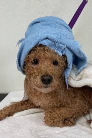 Get the professional proactive pet healthcare you need with the flexibility you want. Pretty Pets Grooming Pet Groomer In Marion
