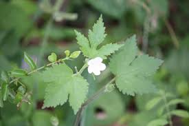 Image result for Hibiscus lobatus