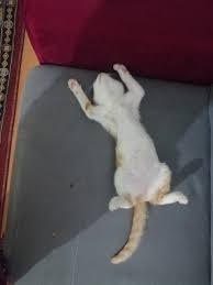 Sarman Cinsi Disi Kedi