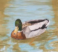 Drake Mallard Paintings for Sale (Page #2 of 5)