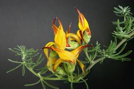 Image result for Lotus berthelotii