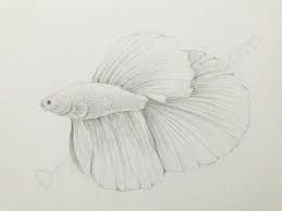 How To Draw A Betta Fish In A Few Easy Steps With Pictures Fish Sketch Betta Fish Fish Drawings
