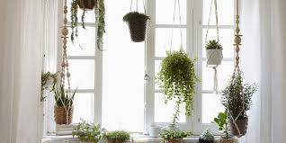 Plantas Em Casa Usando A Janela Como Jardim Tissot Interiores