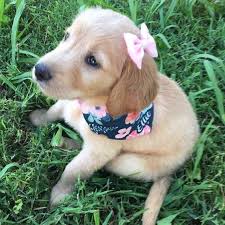 Personalized Dog Bandana Girl Dog Bandana Flower Dog Bandana Etsy In 2020 Puppy Bandana Girl And Dog Pet Bandana