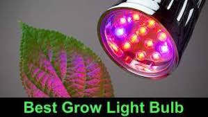 These lights are categorized based on their color temperature. Top 5 Best Grow Light Bulb 2021 Reviews 420 Big Bud