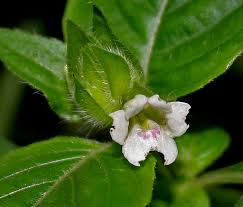 Image result for Asystasia guttata