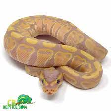 Ball Pythons For Sale Online Ball Python Morphs For Sale Pied Banana Ball Python Morphs Pythons For Sale Ball Python