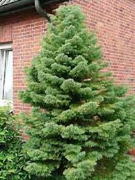 Ihre heimat findet sie in japan vor. Cryptomeria Japonica Elegans Sicheltanne Elegans Gunstig Kaufen