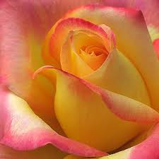 Closeup Of Yellow Red Rose Yellow Rose Tattoos Beautiful Roses Family Flowers