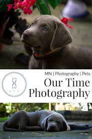 Labrador retrievers for sale in duluth, mn | dogs on oodle classifieds Silver Labrador Puppies For Sale Mn Bmo Show