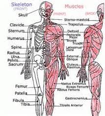 There are three types of muscle tissue: General Effects Of Essential Oils On Different Body Systems Body Systems Bones And Muscles Human Body Systems