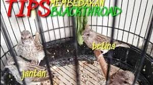 Blackthroat jantan mempunyai paruh tebal, blackthroat betina mempunyai paruh tidak tebal. Blackmoz Mozambik X Black Throat Finch