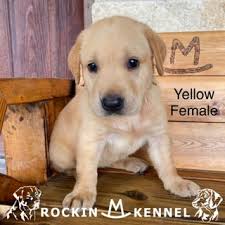 We did not find results for: Lab Puppies Rockin M Kennel Black Yellow Chocolate South Texas