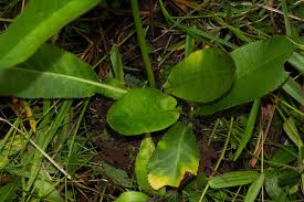 Image result for Alepidea