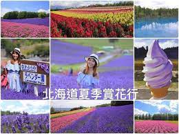 北海道自由行 夏季北海道自駕 六天五夜北海道夢幻賞花行程分享 此生必訪一次的薰衣草花田 美瑛 富良野 小樽 札幌行程規劃 tabirai japan租車資訊 野蠻王妃愛漂亮