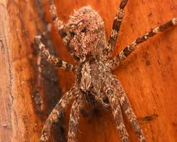 Image result for Antherothamnus