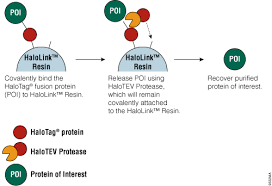Protein Purification Guide An Introduction To Protein